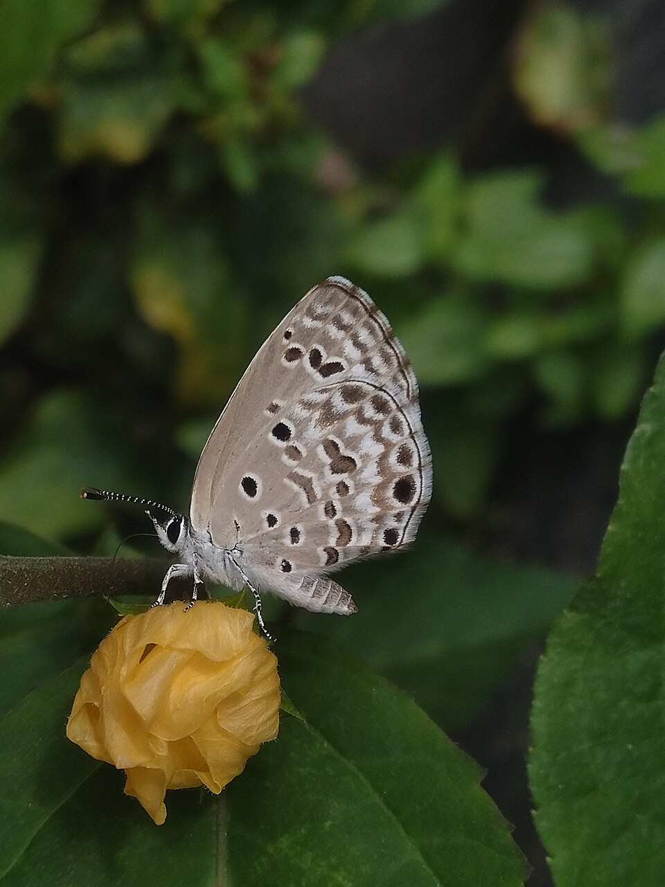 Photo of Plains cupid