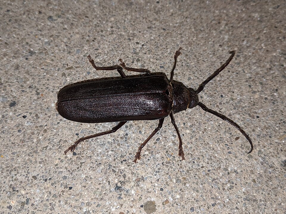 Photo of Ponderous borer