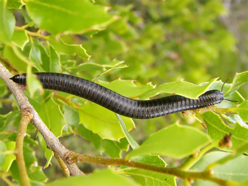 Photo of Portuguese millipede