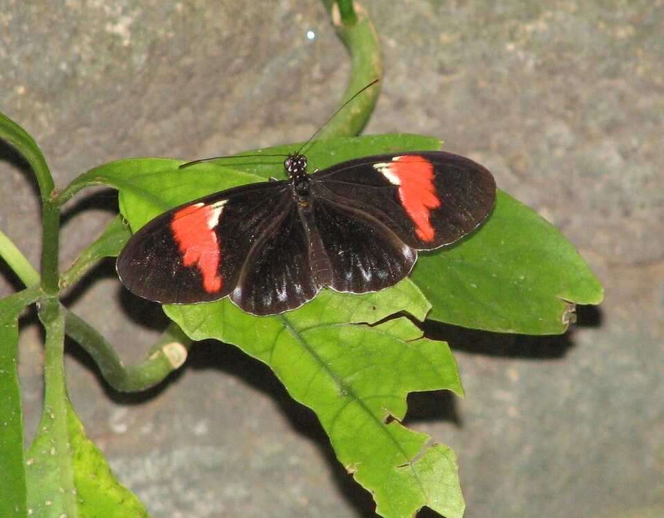 Photo of Postman butterfly