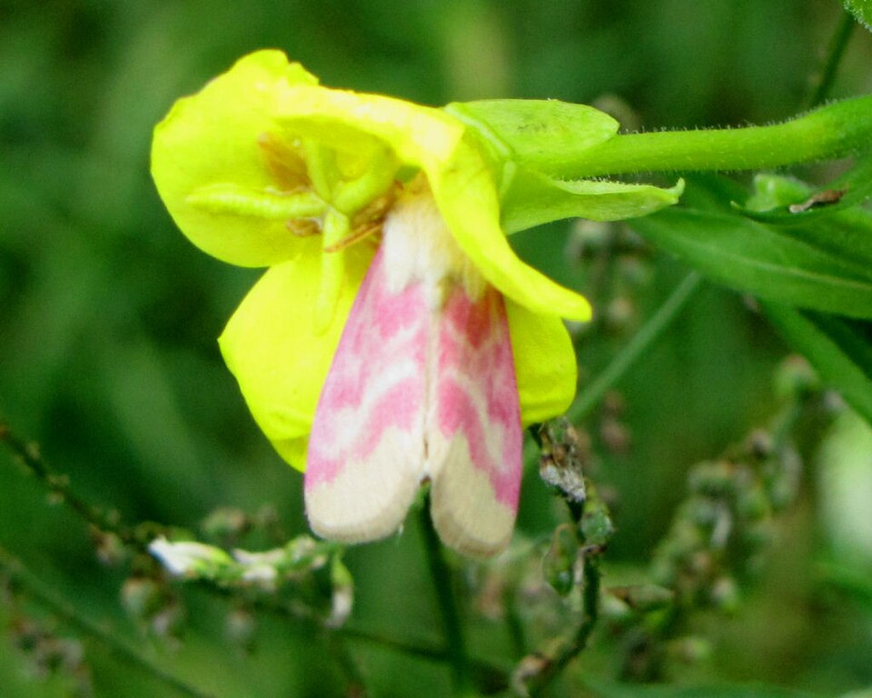 Photo of Primrose moth