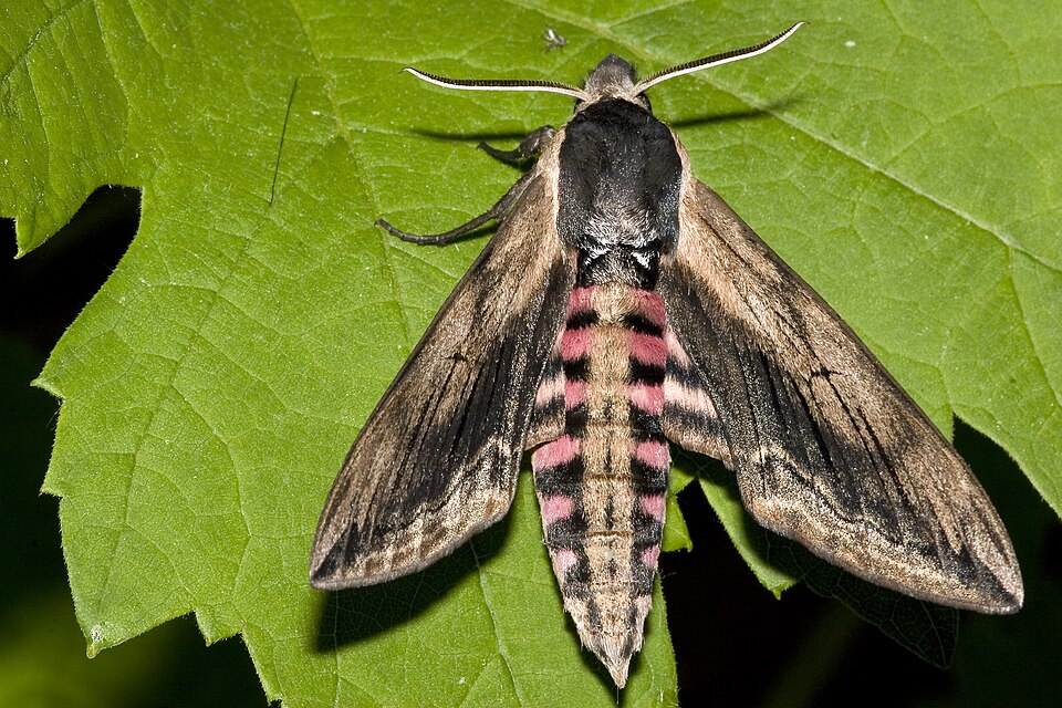 Photo of Privet hawk-moth