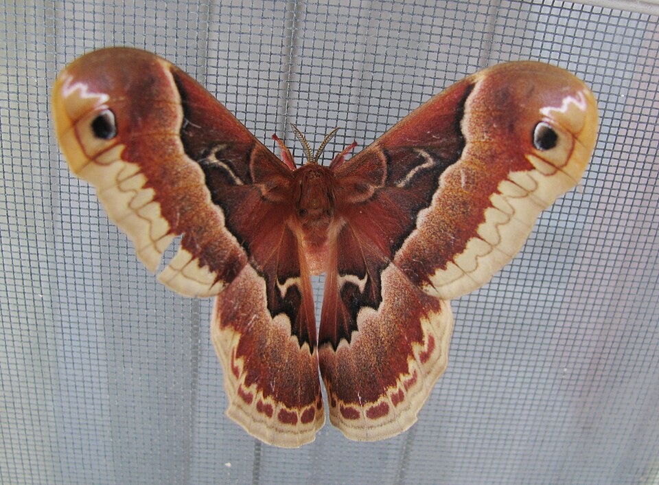 Photo of Promethea silkmoth