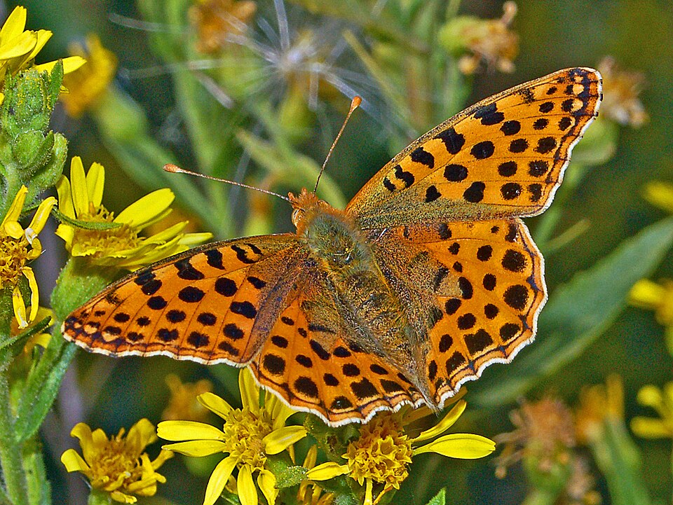 Photo of Queen of Spain fritillary