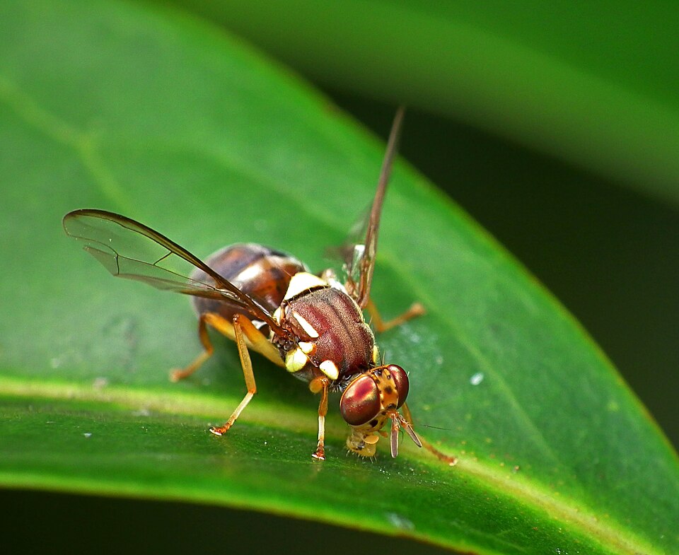 Photo of Queensland fruit fly