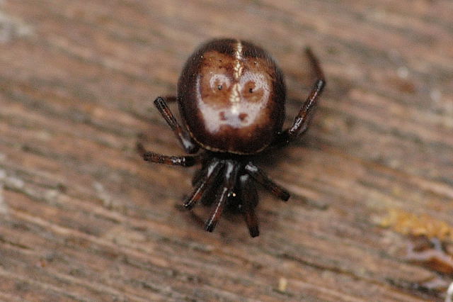 Photo of Rabbit hutch spider
