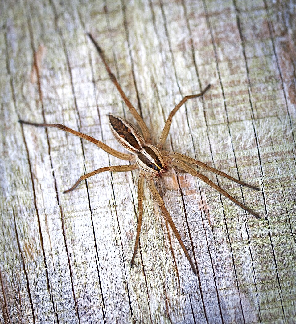 Photo of Rabid wolf spider