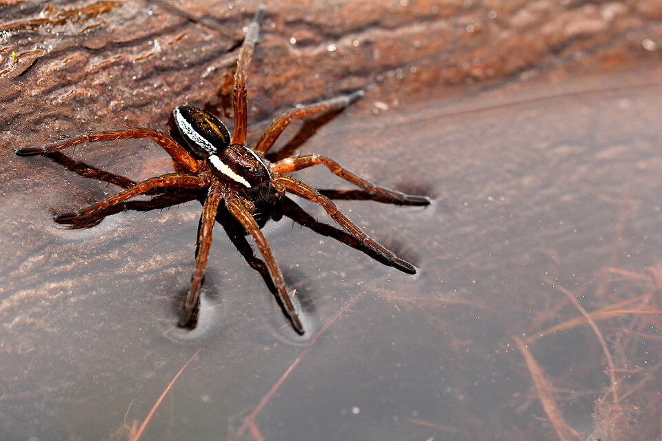 Photo of Raft spider