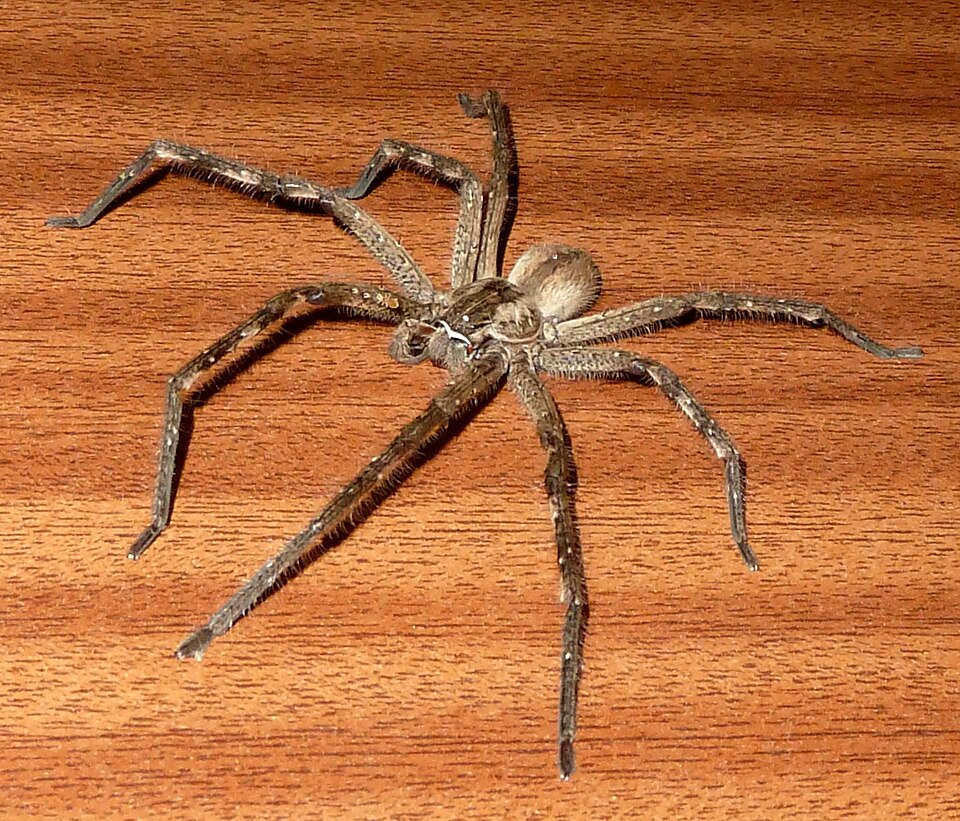 Photo of Rain spider