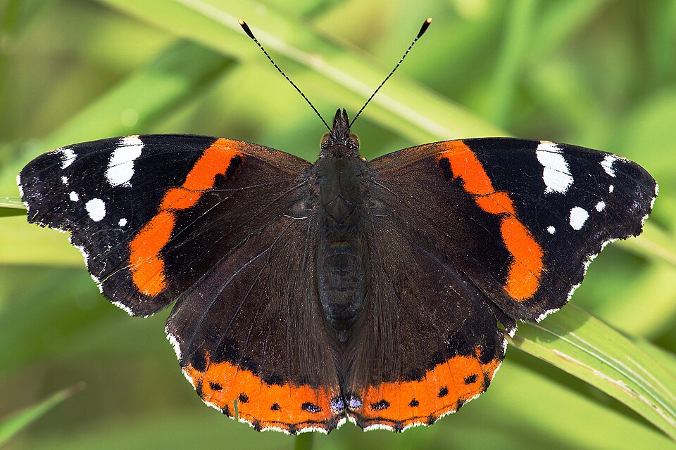 Photo of Red admiral