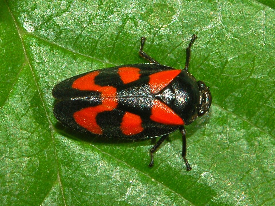 Photo of Red-and-black froghopper