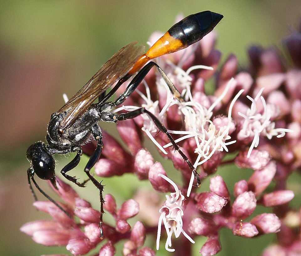 Photo of Röövikuhunt