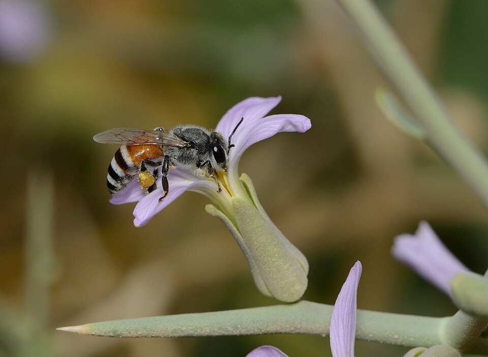 Photo of Red dwarf honey bee