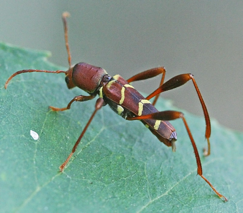 Photo of Red-headed ash borer