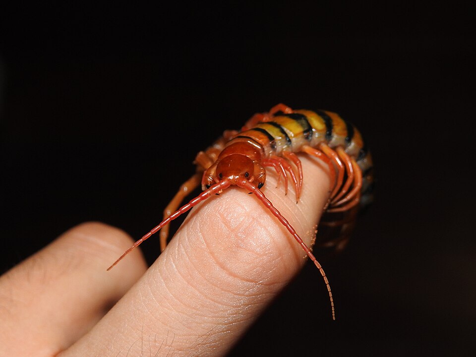 Photo of Red-headed centipede