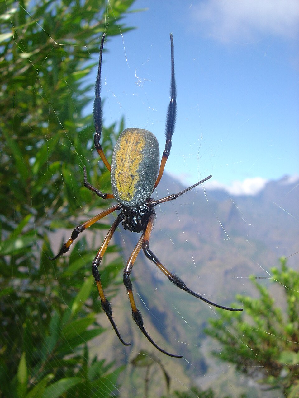 Photo of Red-legged golden orb-weaver