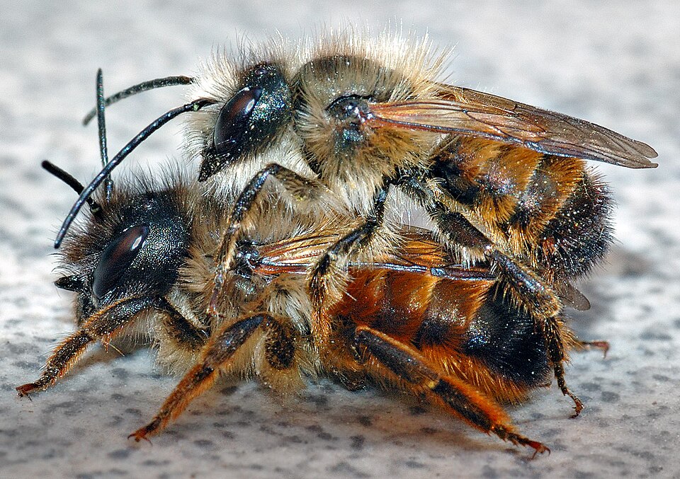 Photo of Red mason bee