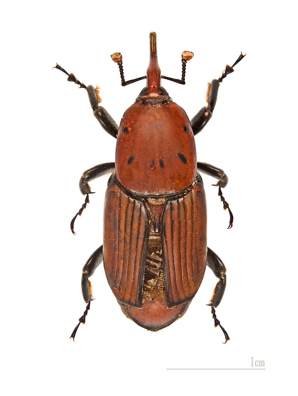 Photo of Red palm weevil