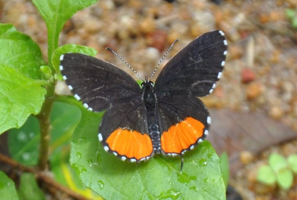 Photo of Red pierrot
