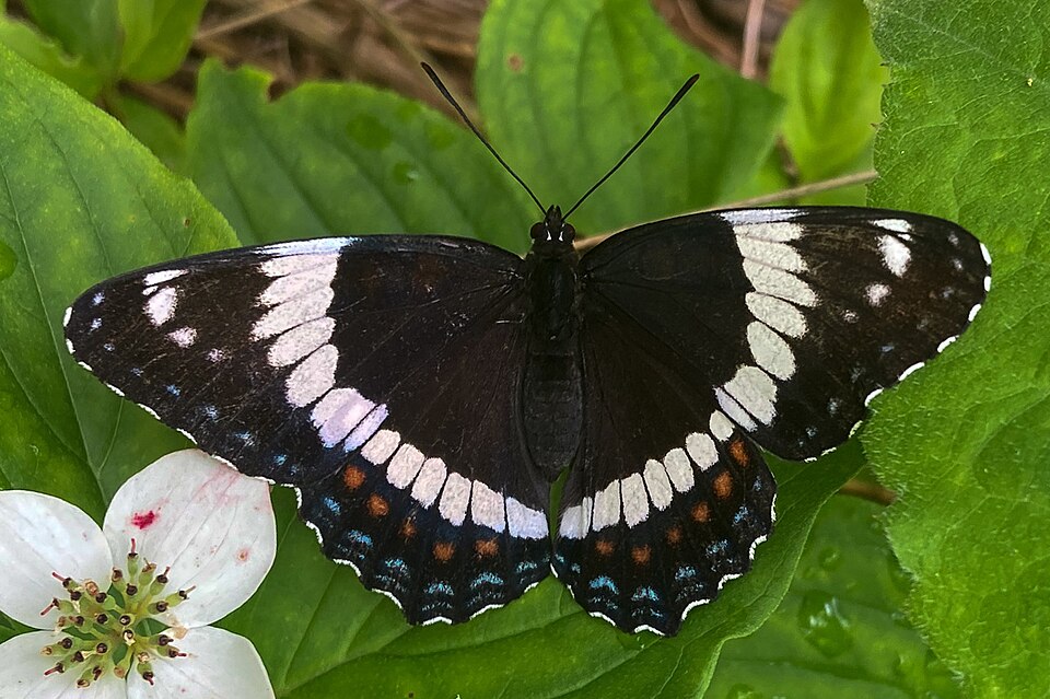 Photo of Red-spotted purple