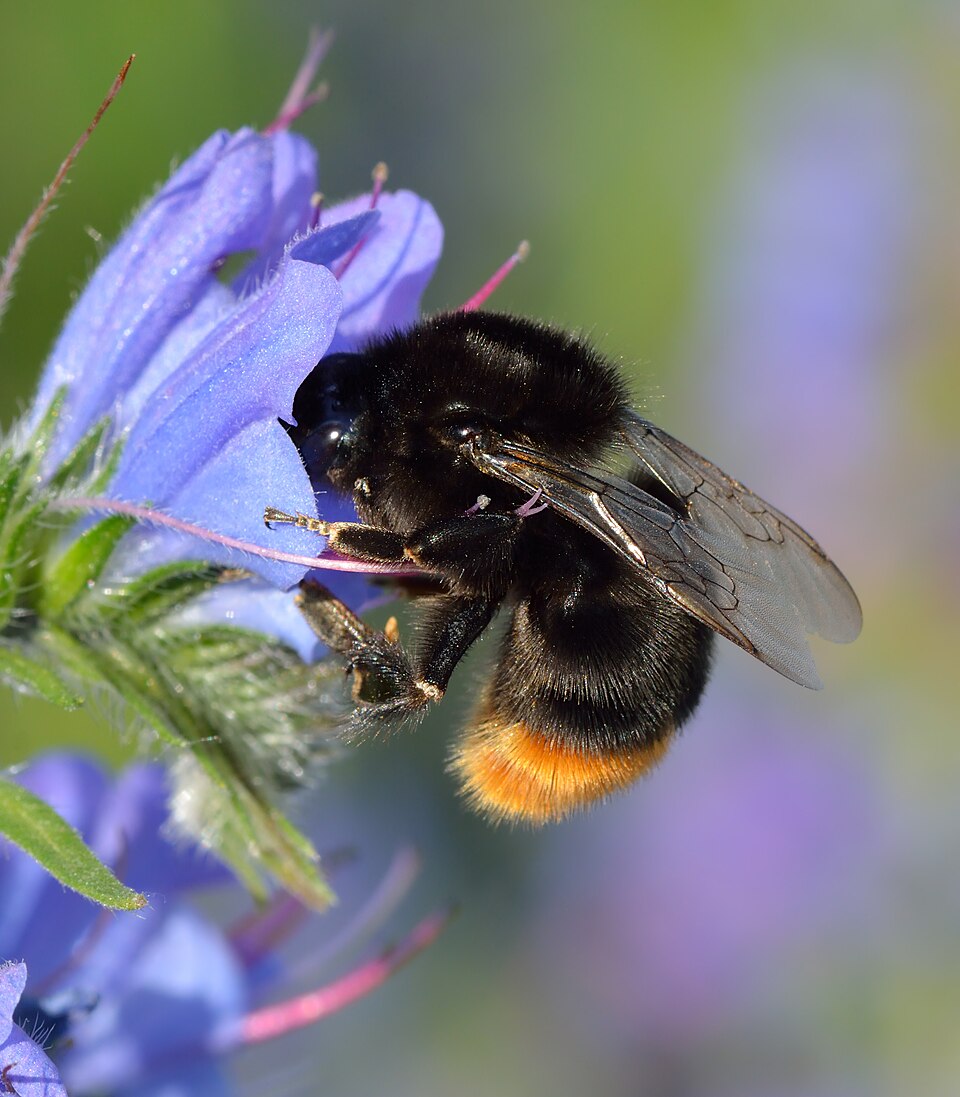 Photo of Red-tailed bumblebee