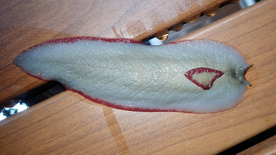Photo of Red triangle slug