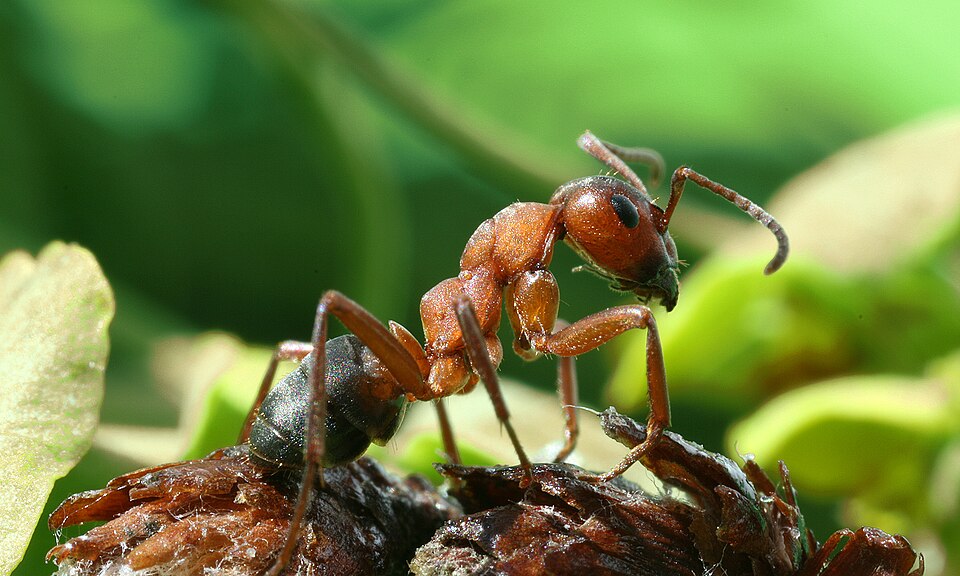 Photo of Red wood ant