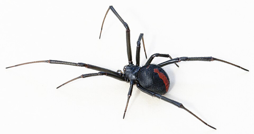 Photo of Redback spider