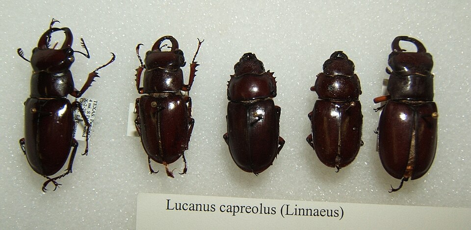 Photo of Reddish-brown stag beetle