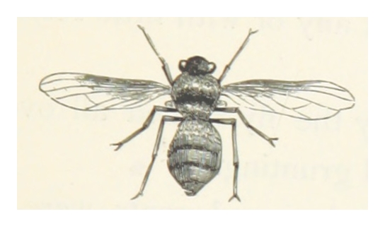 Photo of Reindeer warble fly
