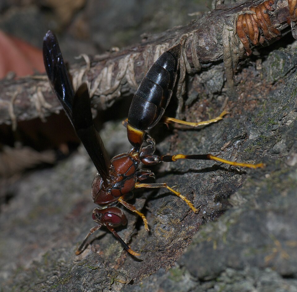 Photo of Ringed paper wasp