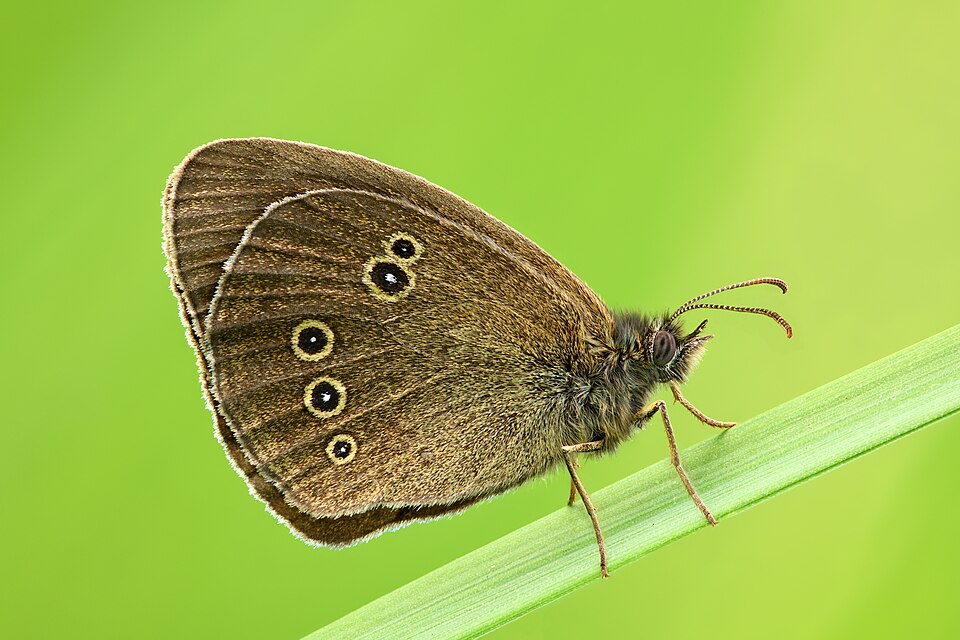 Photo of Rohusilmik