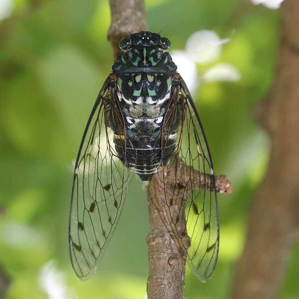 Photo of Robust cicada