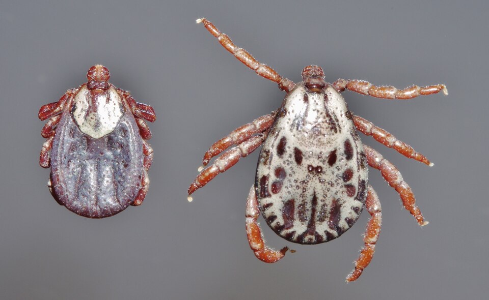 Photo of Rocky Mountain wood tick