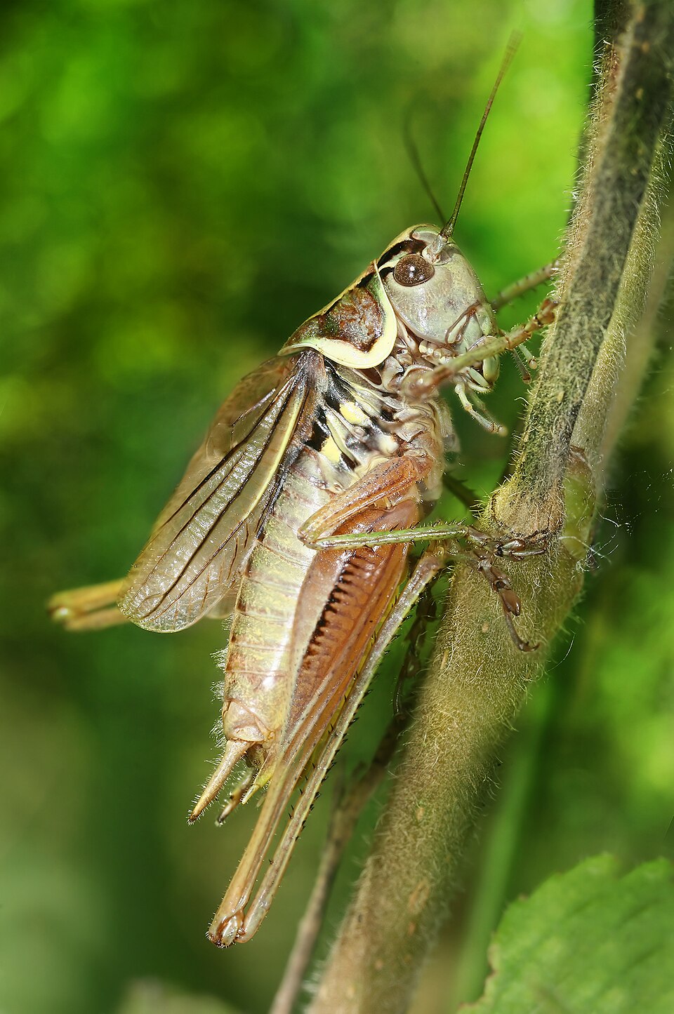 Photo of Roesel's bush-cricket