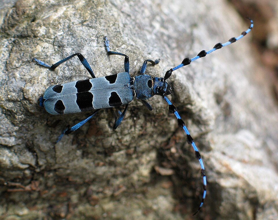 Photo of Rosalia longicorn
