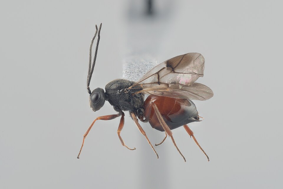 Photo of Rose bedeguar gall wasp