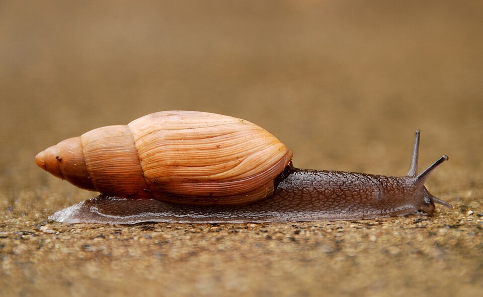 Photo of Rosy wolfsnail