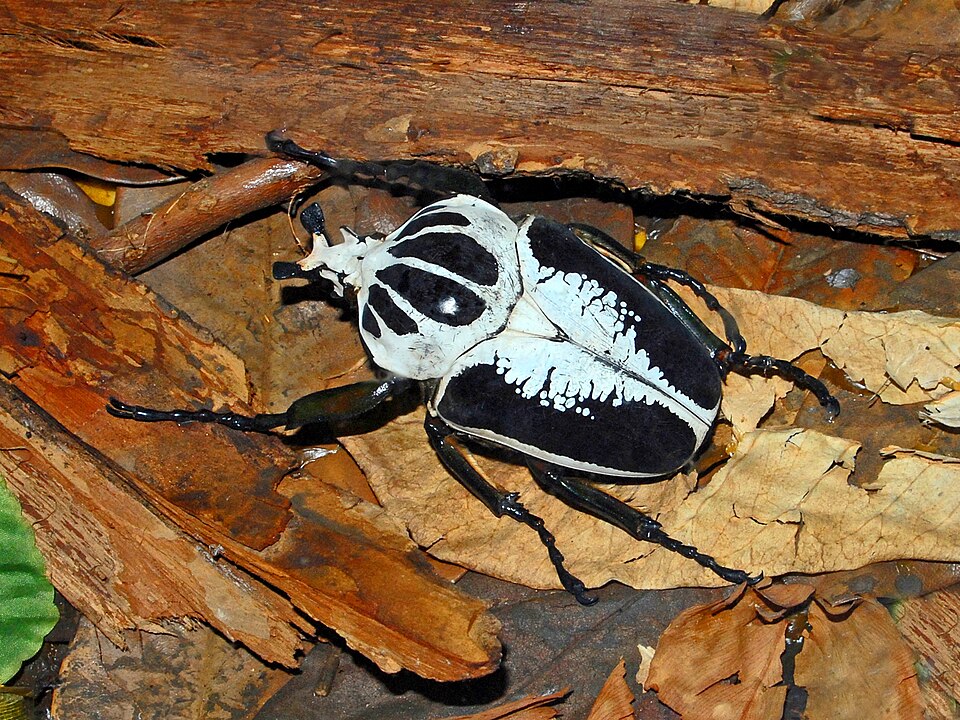 Photo of Royal Goliath beetle