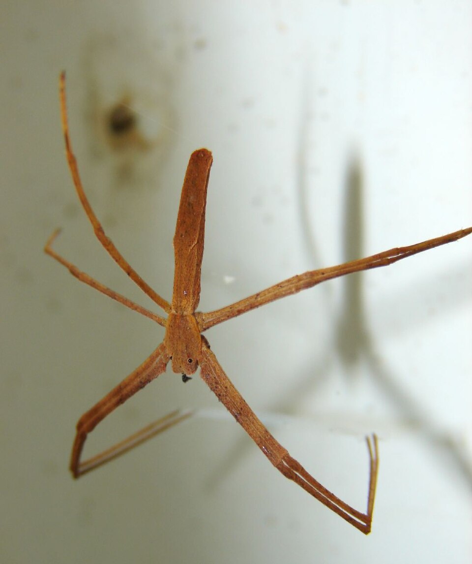 Photo of Rufous net-casting spider