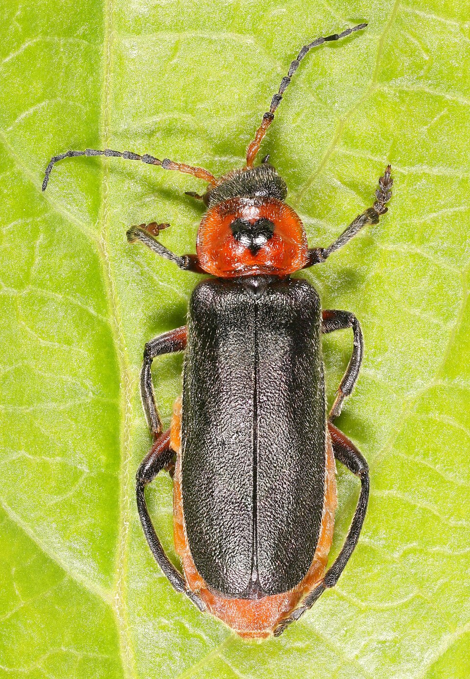 Photo of Rustic sailor beetle