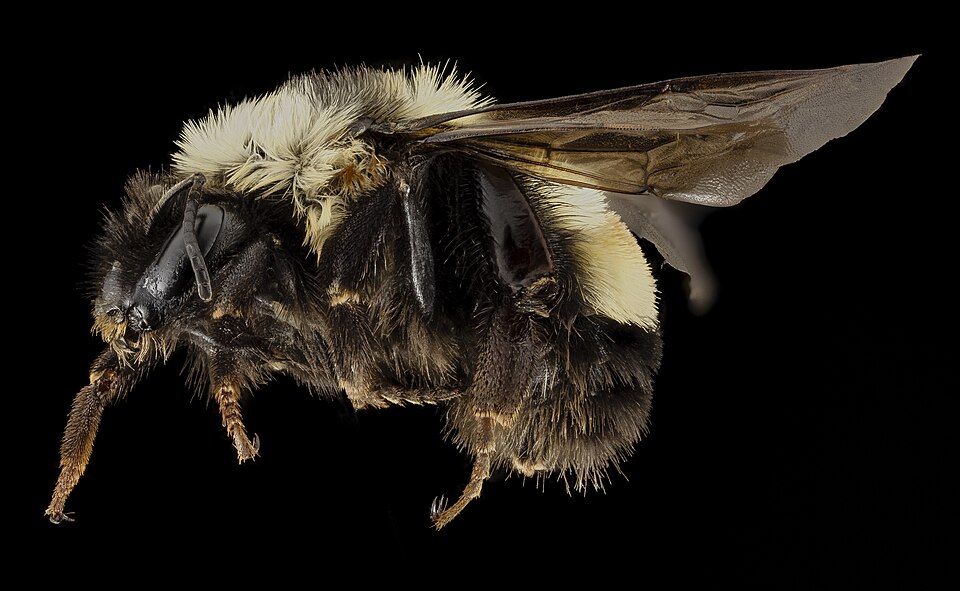 Photo of Rusty patched bumblebee