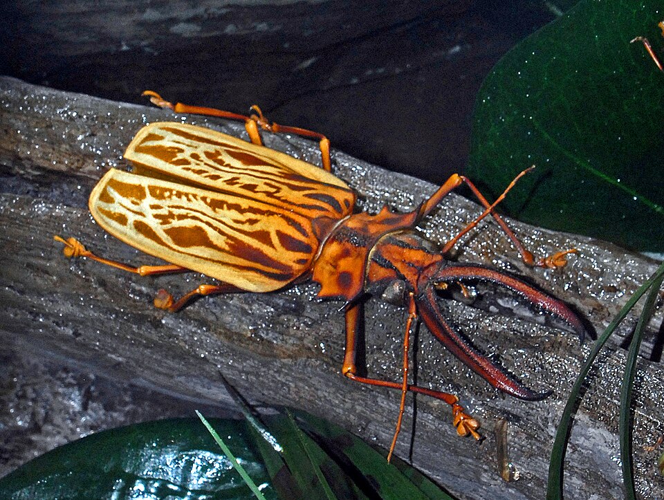 Photo of Sabertooth longhorn beetle
