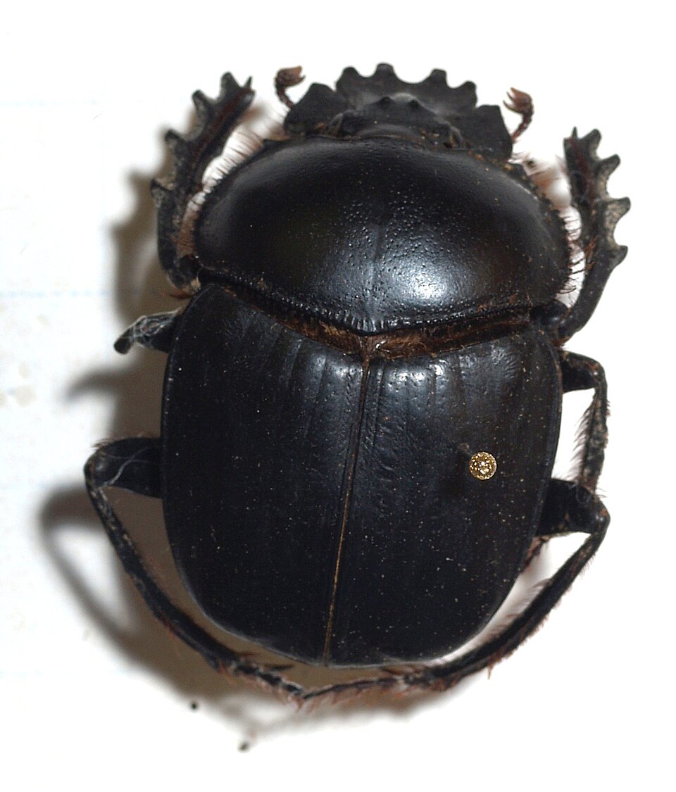 Photo of Sacred scarab
