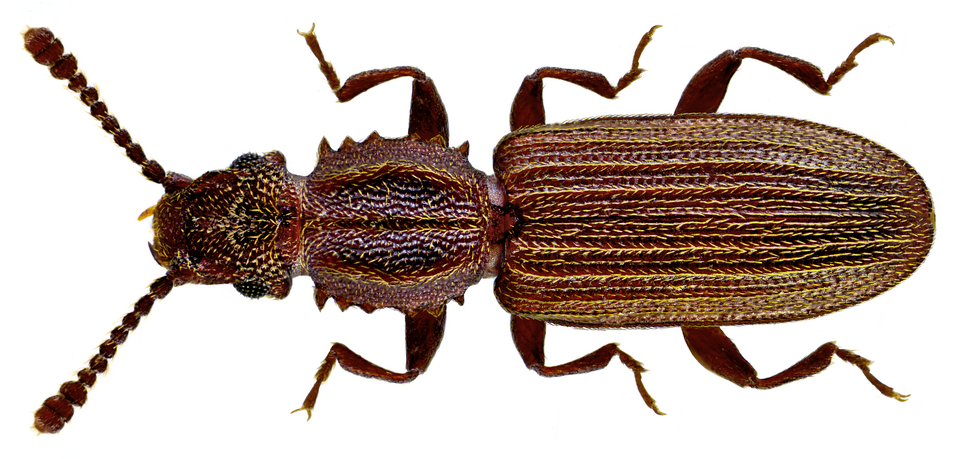 Photo of Aidalamesklane