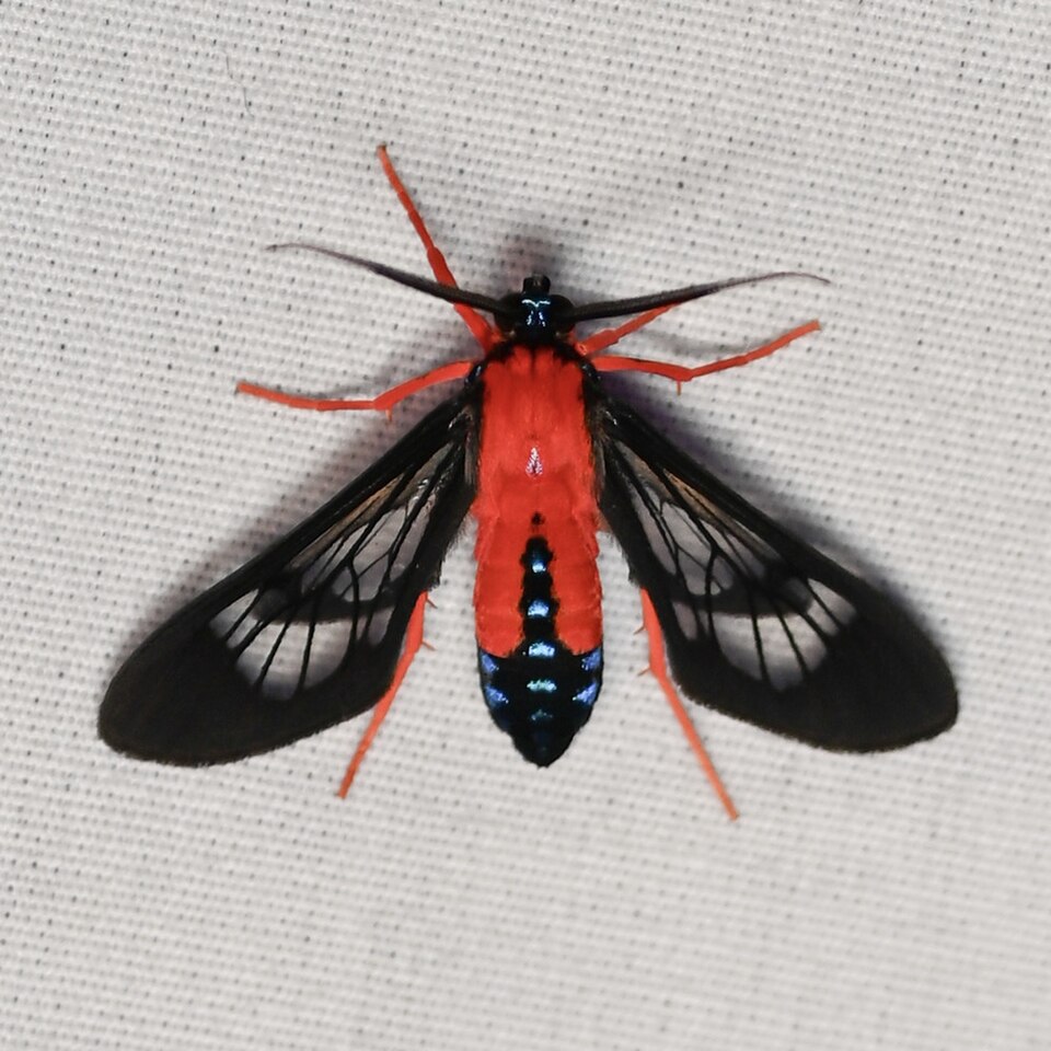 Photo of Scarlet-bodied wasp moth