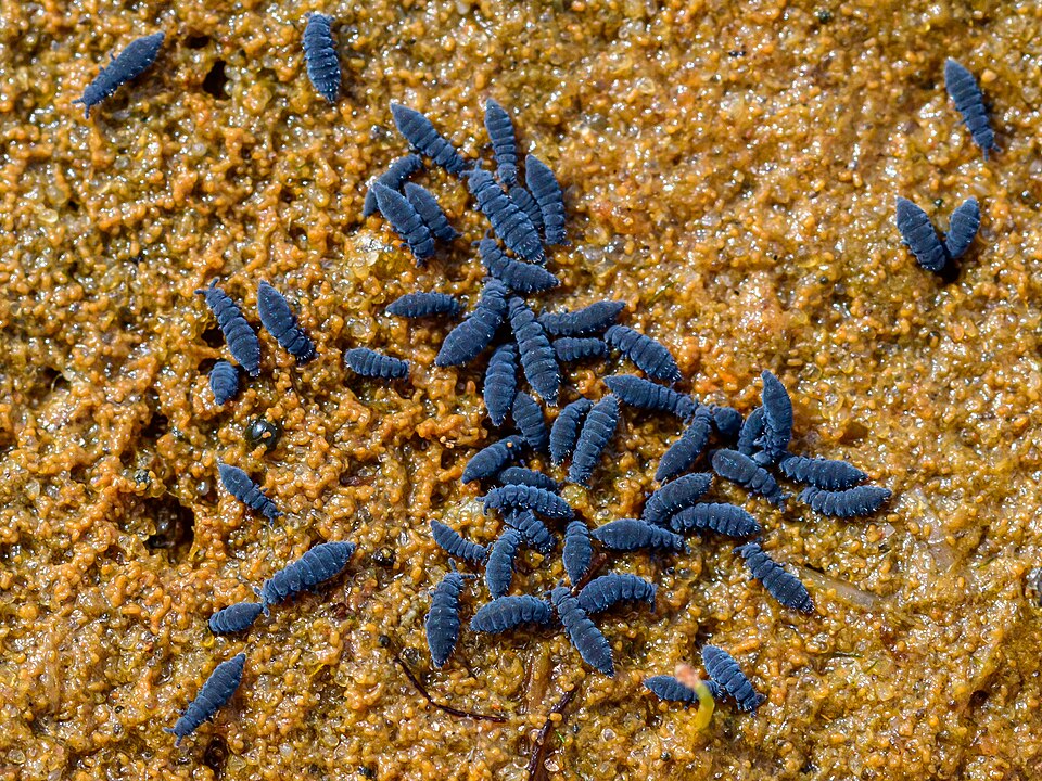 Photo of Seashore springtail