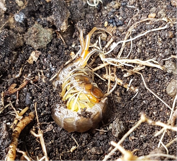 Photo of Serpent Island centipede