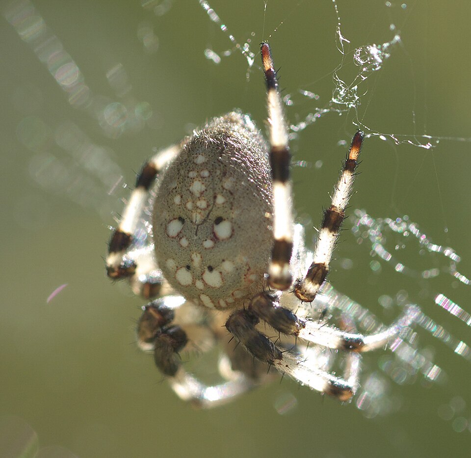 Photo of Shamrock spider