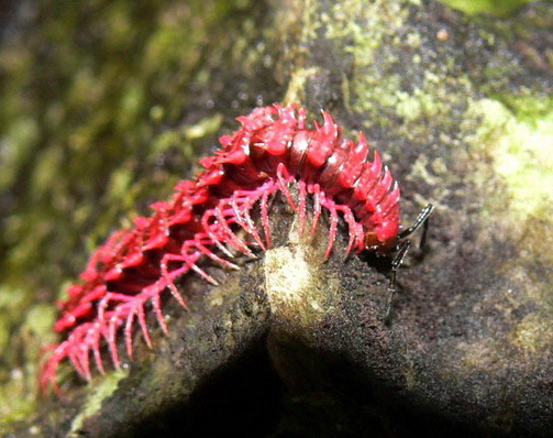Photo of Shocking pink dragon millipede